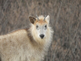 野生のカモシカ