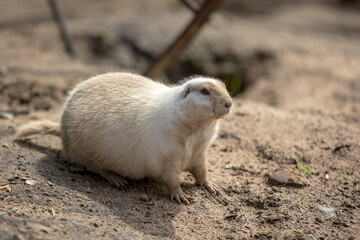 prairie dog on the ground