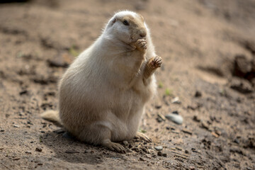 prairie dog eating