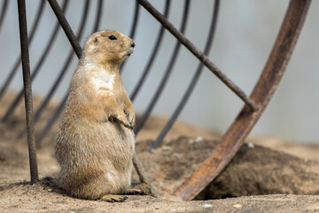 prairie dog on a rock