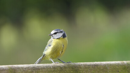 Blue Tit sitting on a gate