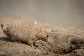 prairie dog in the sand