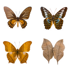 Beautiful butterfly, vindula erota, Giant butterfly Atlas Moth isolated on white background
