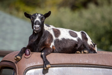 goat on the farm