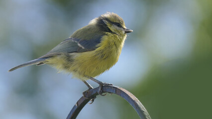 Blue Tit sitting on a gate