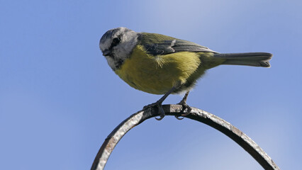 Blue Tit sitting on a gate