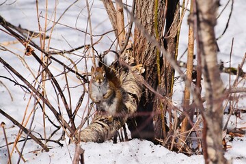 Nature near the Wilson waterfalls in southern Quebec 