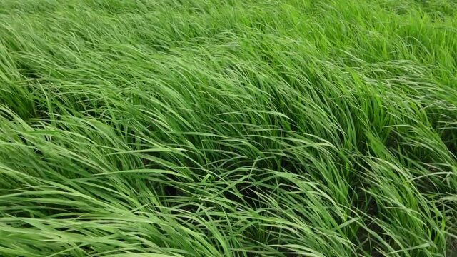 Green paddy plants swaying in the wind. Tall green grass sways in the wind. Green Background. Slow-motion video. 