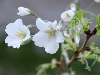 Obraz premium サクラの花のクローズアップ