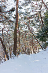 Fototapeta premium 소나무