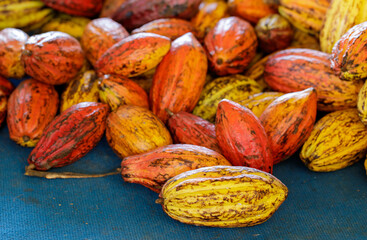 Cocoa beans and cocoa pod on a wooden surface.