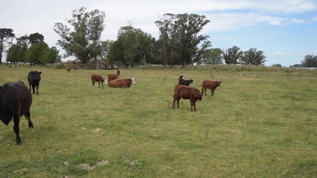 Vacas lecheras disfrutando una tarde en el campo