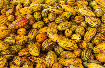 Cocoa beans and cocoa pod on a wooden surface.