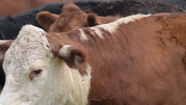 Vacas lecheras disfrutando una tarde en el campo