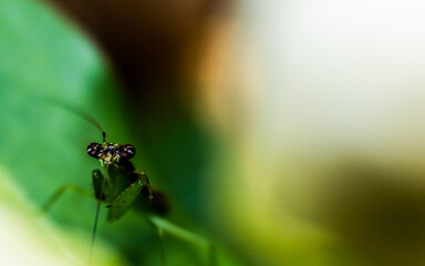 ant on leaf