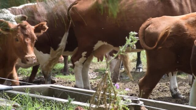 Vacas lecheras disfrutando una tarde en el campo
