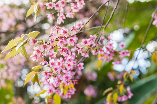 Cherry Blossom and Sakura wallpaper © freedom_naruk
