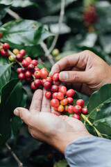 arabica coffee berries with agriculturist handsRobusta and arabica coffee berries