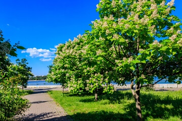 Beautiful blooming catalpa trees in a park