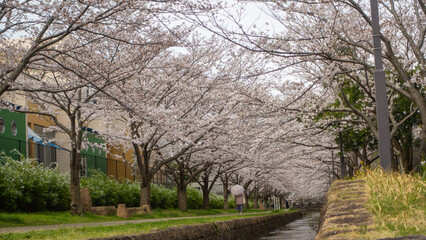 日本の春の桜並木と小川の風景