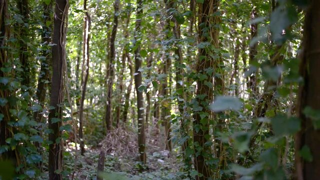 Bosque inundado con hojas de hiedra 