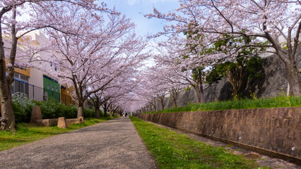 日本の春の桜並木と小川の風景