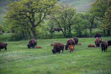 American Buffalo in Custer State Park in South Dakota.