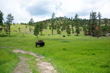 American Buffalo in Custer State Park in South Dakota.
