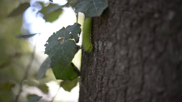 Gusano avanzando por el tronco de un &aacute;rbol