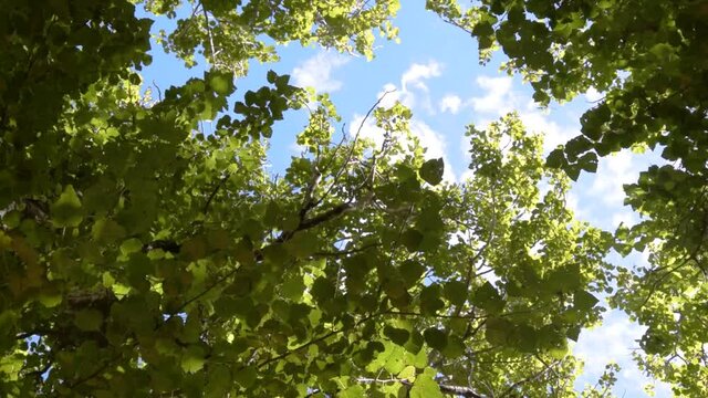 Arboles del bosque inundados por la luz del sol