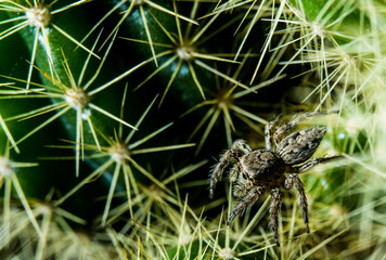spider on a green leaf