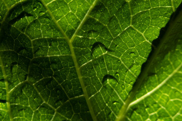 details of veins in green leaves, veins concept