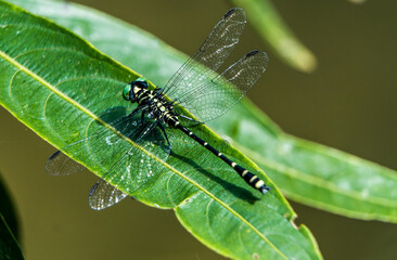 dragonfly on a leaf