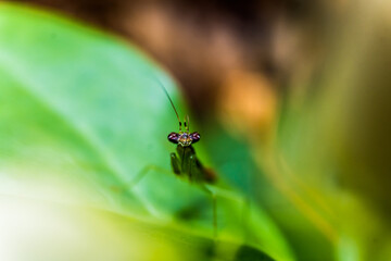 bug on a leaf