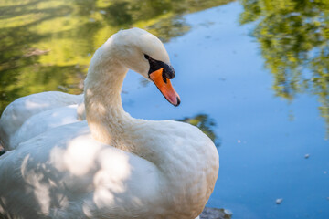 Portrait of a graceful white swan with long neck on green water background.