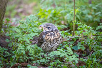 A fieldfare chick, Turdus pilaris, has left the nest and sitting on the spring lawn. A fieldfare chick sits on the ground and waits for food from its parents.