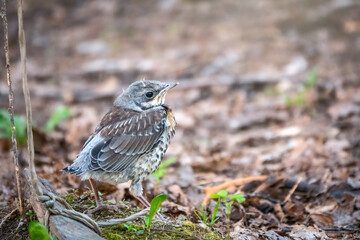A fieldfare chick, Turdus pilaris, has left the nest and sitting on the spring lawn. A fieldfare...
