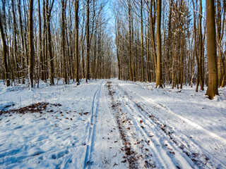 road in winter forest
