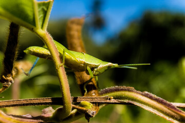 grasshopper on a leaf