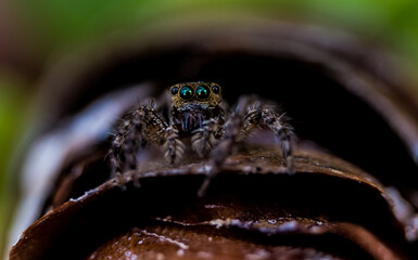 spider on leaf
