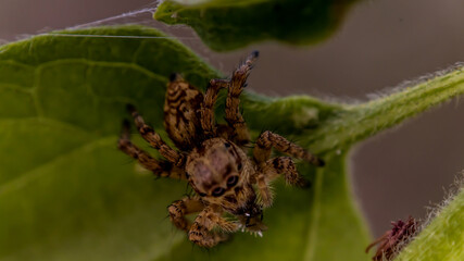 spider on a leaf