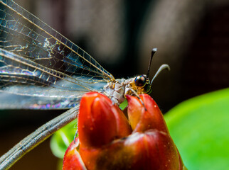 macro of a dragonfly