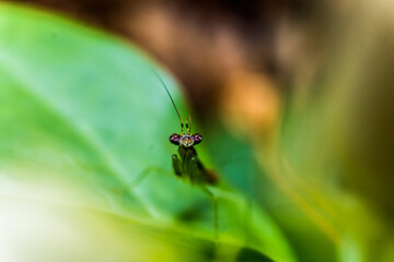 ant on a green leaf