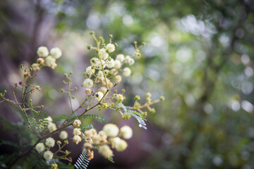 Soft wattle background