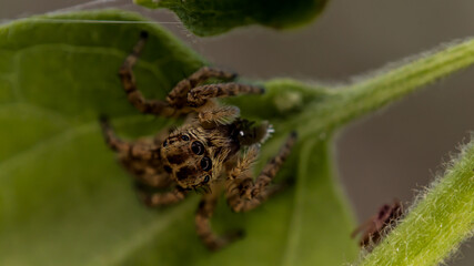spider on a leaf