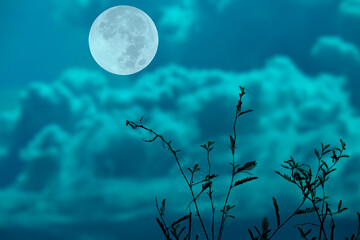 Plants silhouette with fulll moon and cloud background.