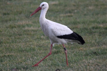 Weissstorch
