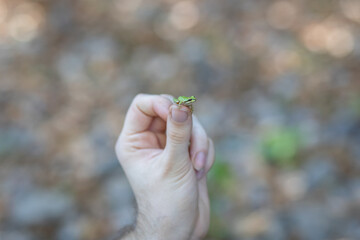 hand holding a frog