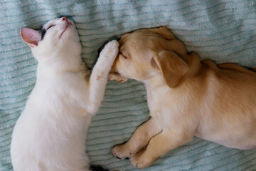 Small cute labrador retriever puppy dog and young cat on a bed. Friendship of pets