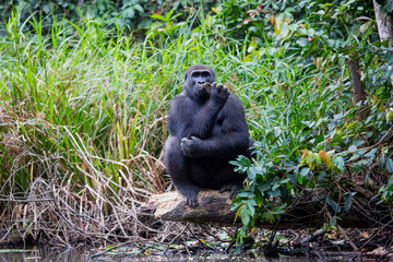 Gabon wildlife